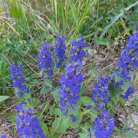 Terra Complex -d6 - Balkan Private Apartment-spa Sking Golf And Relax Apartmán *