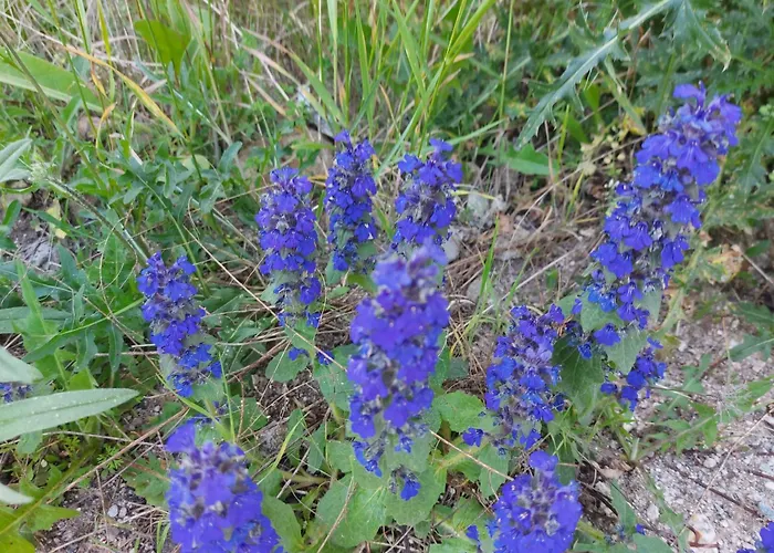 Terra Complex -d6 - Balkan Private Apartment-spa Sking Golf And Relax Appartamento *